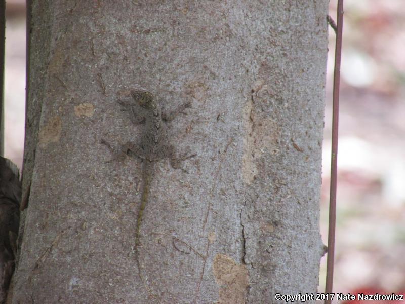 Bark Anole (Anolis distichus)