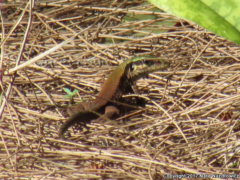 Giant Ameiva (Ameiva ameiva)