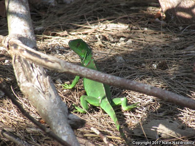 Green Iguana (Iguana iguana)