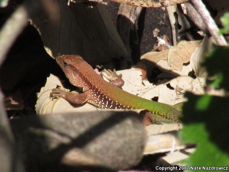 Giant Ameiva (Ameiva ameiva)