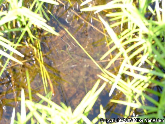 Northern Green Frog (Lithobates clamitans melanota)