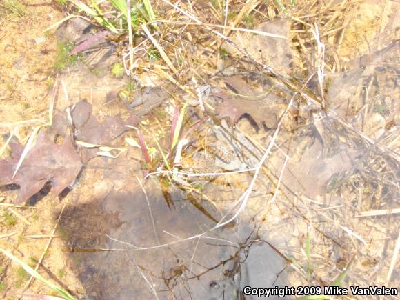 Northern Green Frog (Lithobates clamitans melanota)