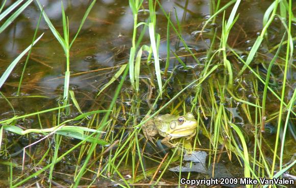 Northern Green Frog (Lithobates clamitans melanota)