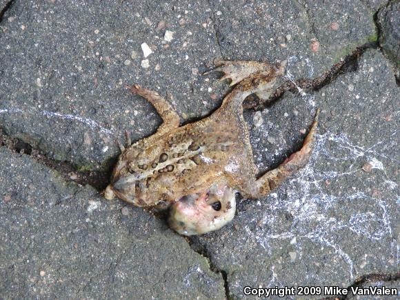 Eastern American Toad (Anaxyrus americanus americanus)