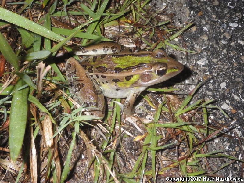 Florida Leopard Frog (Lithobates sphenocephalus sphenocephalus)