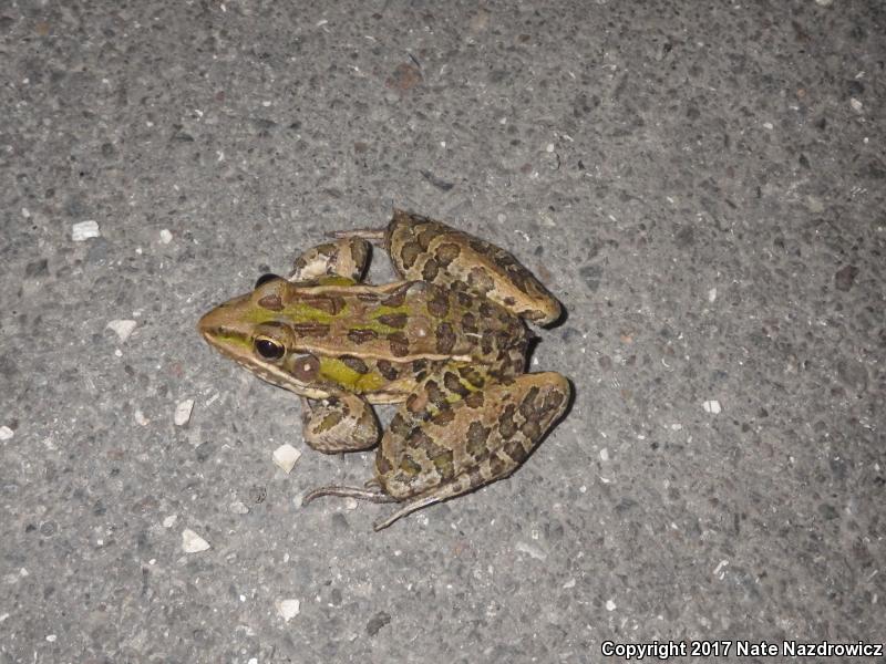 Florida Leopard Frog (Lithobates sphenocephalus sphenocephalus)