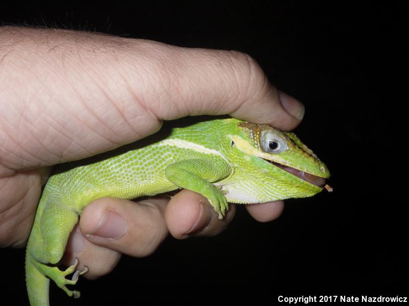 Knight Anole (Anolis equestris)