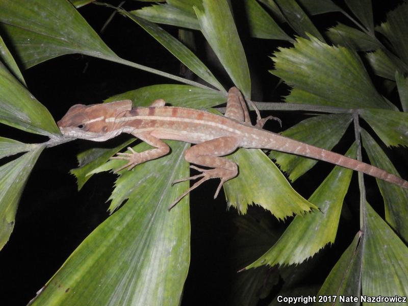 Brown Basilisk (Basiliscus vittatus)