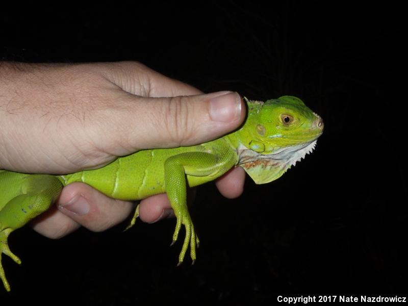 Green Iguana (Iguana iguana)