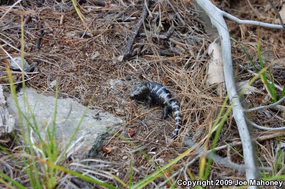 Marbled Salamander (Ambystoma opacum)