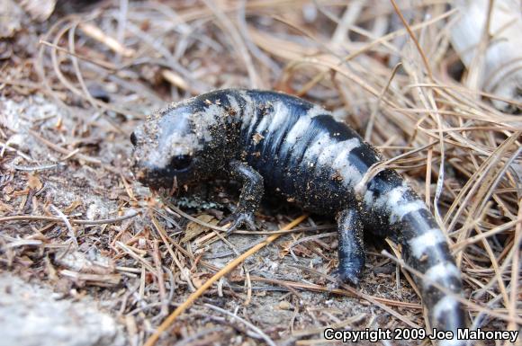 Marbled Salamander (Ambystoma opacum)