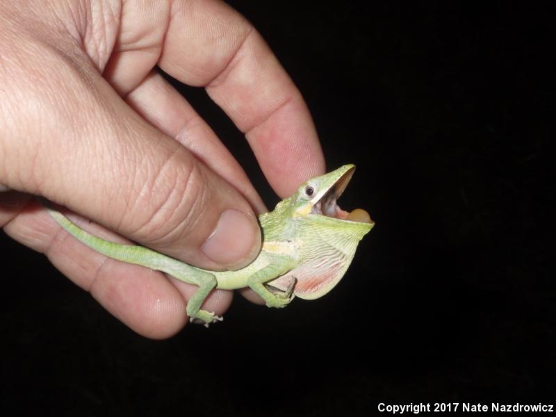 Knight Anole (Anolis equestris)