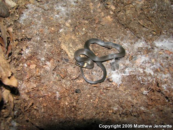 Northern Ring-necked Snake (Diadophis punctatus edwardsii)