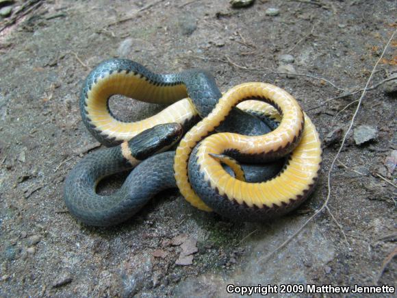 Northern Ring-necked Snake (Diadophis punctatus edwardsii)