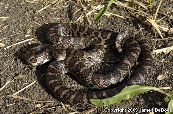 Eastern Milksnake (Lampropeltis triangulum triangulum)