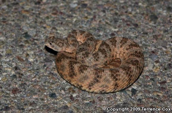 Tiger Rattlesnake (Crotalus tigris)