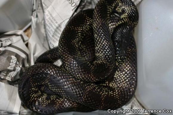 Desert Kingsnake (Lampropeltis getula splendida)