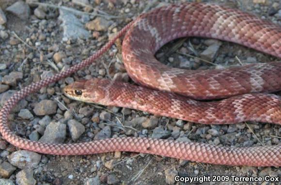 Sonoran Coachwhip (Coluber flagellum cingulum)