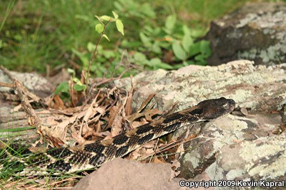 Timber Rattlesnake (Crotalus horridus)