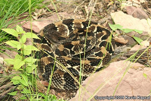 Timber Rattlesnake (Crotalus horridus)