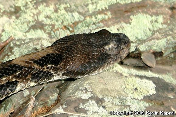 Timber Rattlesnake (Crotalus horridus)