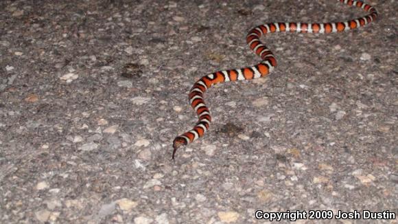 Utah Milksnake (Lampropeltis triangulum taylori)