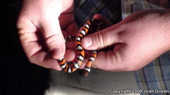 Utah Milksnake (Lampropeltis triangulum taylori)