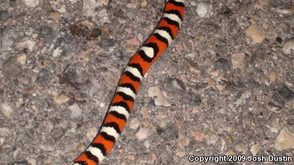 Utah Milksnake (Lampropeltis triangulum taylori)