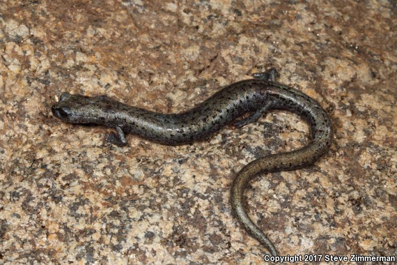 Tehachapi Slender Salamander (Batrachoseps stebbinsi)