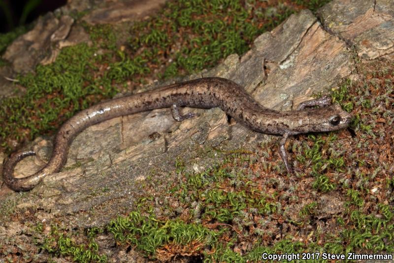 Tehachapi Slender Salamander (Batrachoseps stebbinsi)