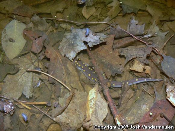 Spotted Salamander (Ambystoma maculatum)