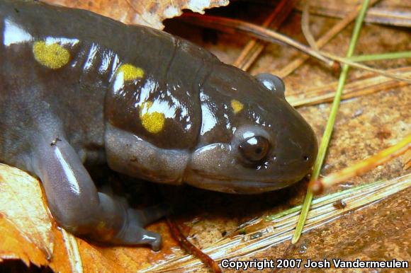 Spotted Salamander (Ambystoma maculatum)