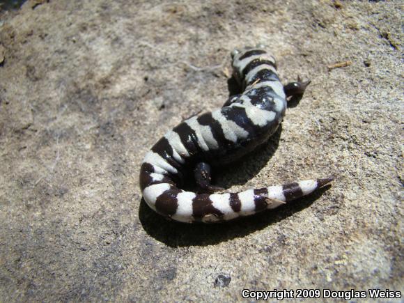 Marbled Salamander (Ambystoma opacum)