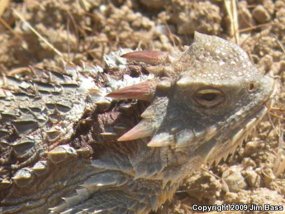 Blainville's Horned Lizard (Phrynosoma blainvillii)