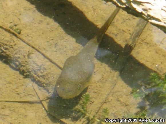 American Bullfrog (Lithobates catesbeianus)