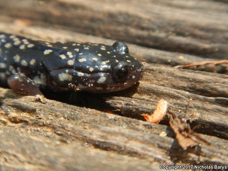 Southeastern Slimy Salamander (Plethodon grobmani)
