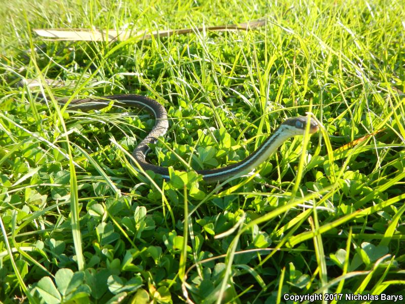 Blue-striped Ribbonsnake (Thamnophis sauritus nitae)