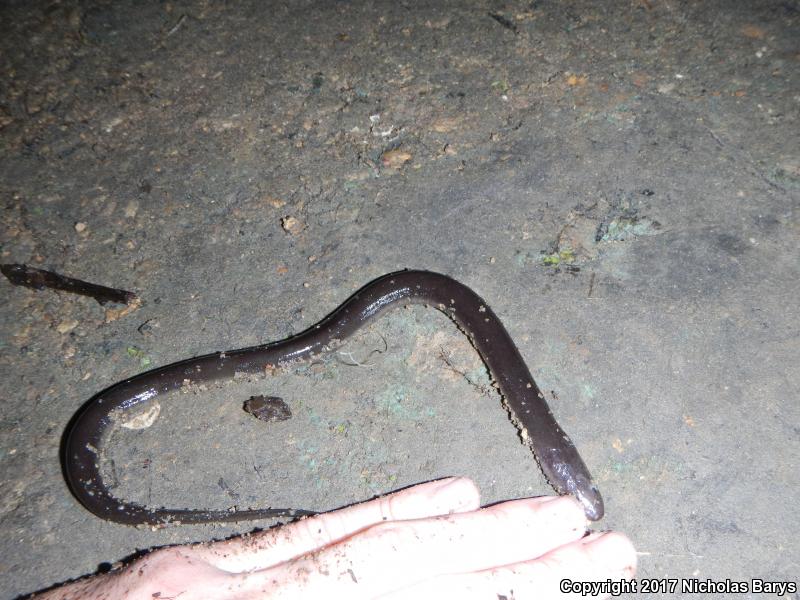 Two-toed Amphiuma (Amphiuma means)