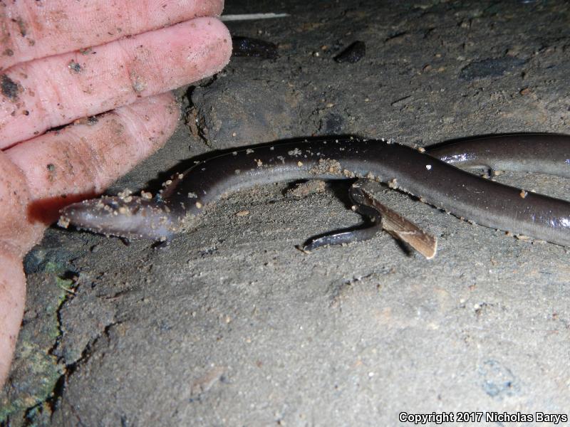 Two-toed Amphiuma (Amphiuma means)