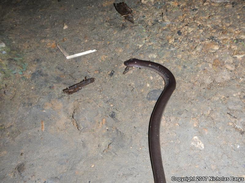 Two-toed Amphiuma (Amphiuma means)