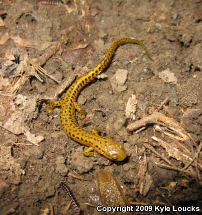 Long-tailed Salamander (Eurycea longicauda longicauda)