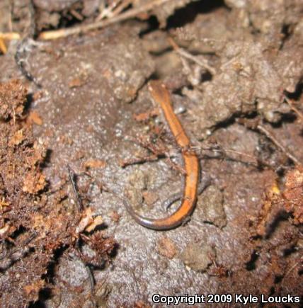 Eastern Red-backed Salamander (Plethodon cinereus)