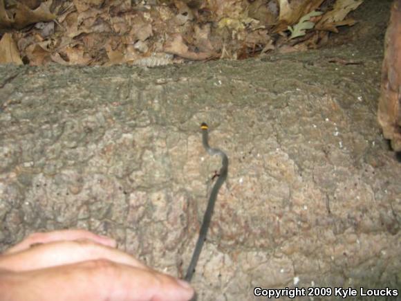 Northern Ring-necked Snake (Diadophis punctatus edwardsii)