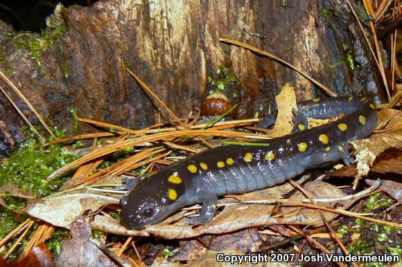 Spotted Salamander (Ambystoma maculatum)