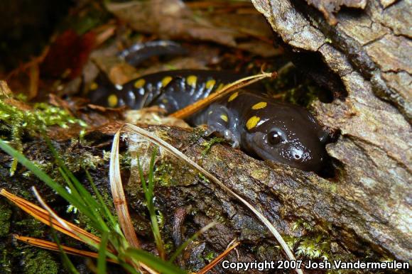 Spotted Salamander (Ambystoma maculatum)