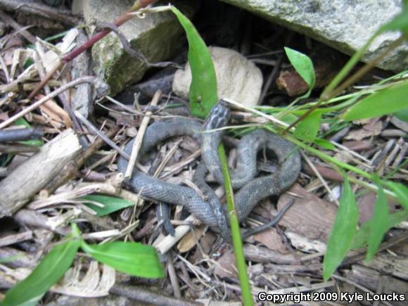 Northern Watersnake (Nerodia sipedon sipedon)