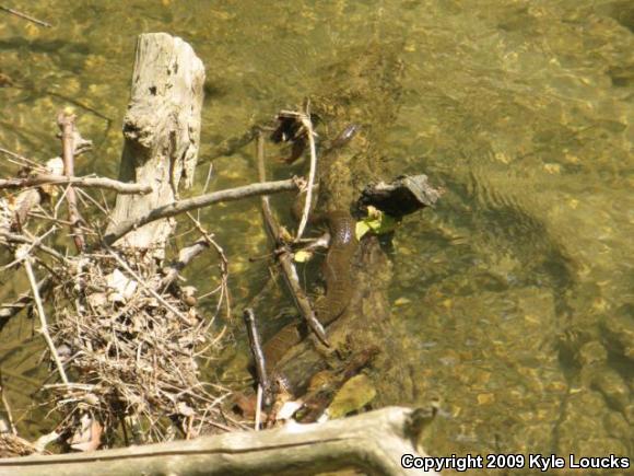 Northern Watersnake (Nerodia sipedon sipedon)