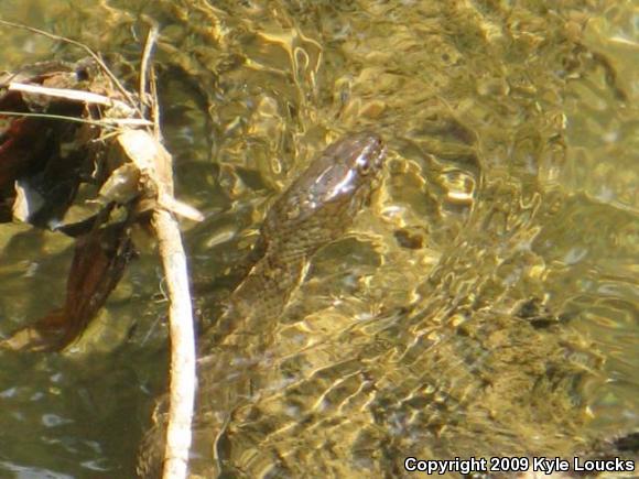 Northern Watersnake (Nerodia sipedon sipedon)