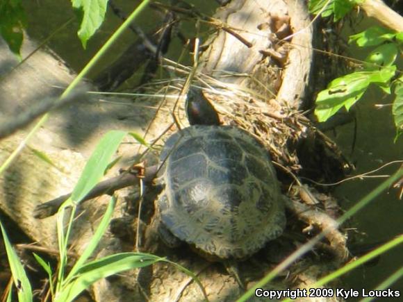 Red-eared Slider (Trachemys scripta elegans)