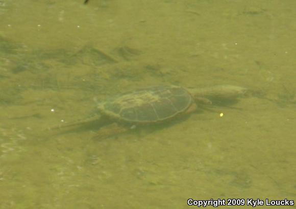 Eastern Snapping Turtle (Chelydra serpentina serpentina)